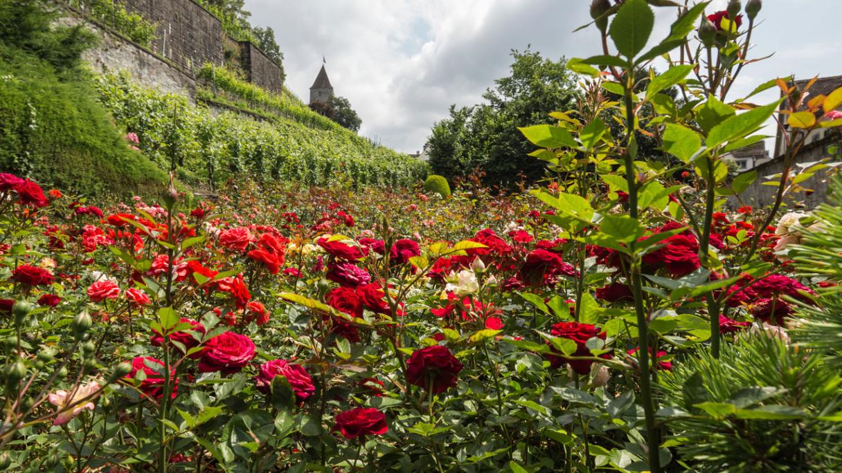 Rosengarten in Rapperswil am Zürichsee