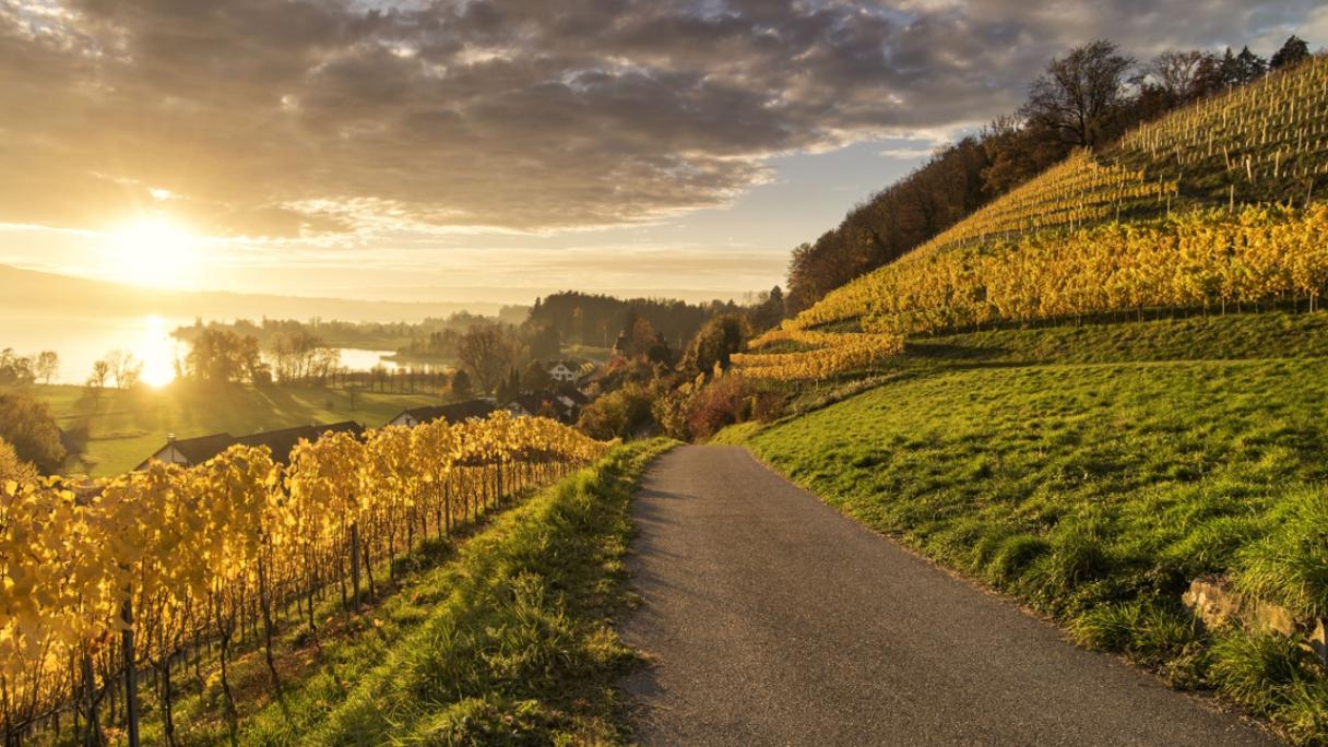 Weingut Höcklistein