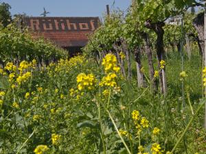 Tenuta vinicola Rütihof