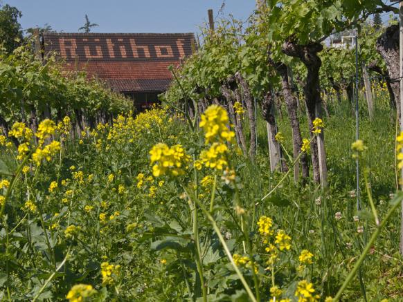 Weingut Rütihof