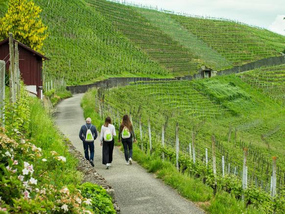 Weinwanderung